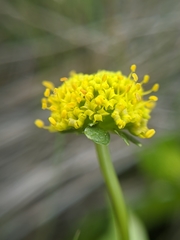 Sanicula maritima