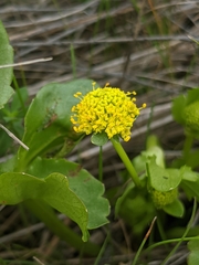 Sanicula maritima