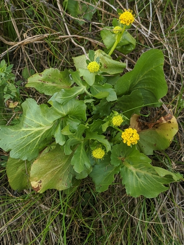 Image of Sanicula maritima by no rights reserved