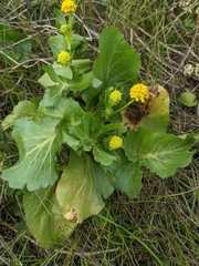 Sanicula maritima