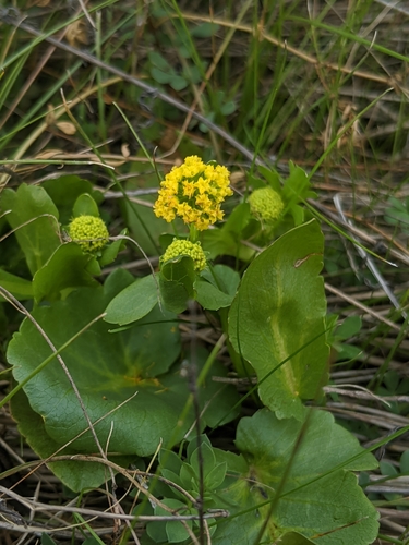 Image of Sanicula maritima by no rights reserved