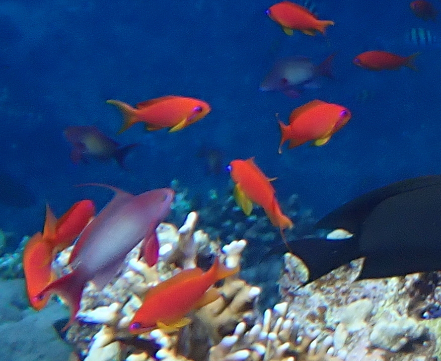 Sea goldie