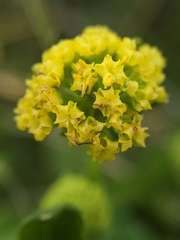 Sanicula maritima