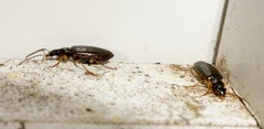 Notagonum