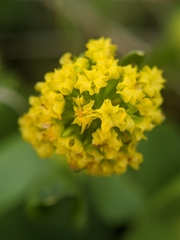 Sanicula maritima