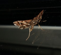 Diasemia grammalis