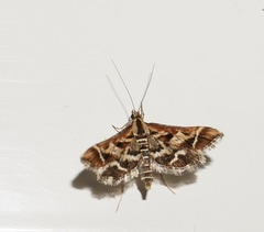 Diasemia grammalis