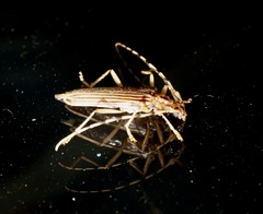 Leptachrous strigipennis