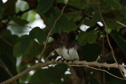 Common Bulbul