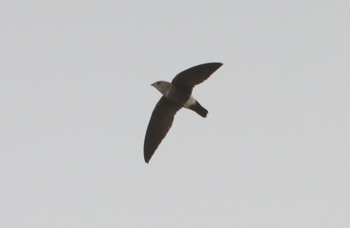 Mottled Spinetail