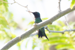 Chrysuronia coeruleogularis