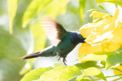 Chrysuronia coeruleogularis