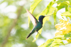 Chrysuronia coeruleogularis