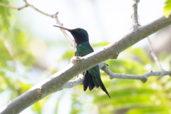 Chrysuronia coeruleogularis