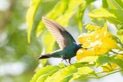 Chrysuronia coeruleogularis