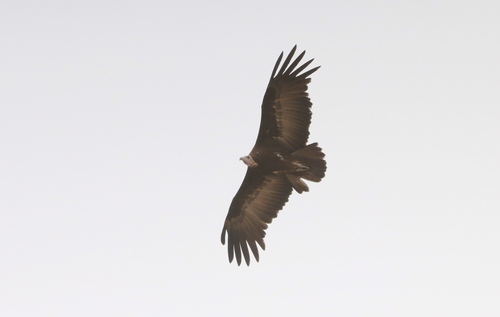 Hooded Vulture