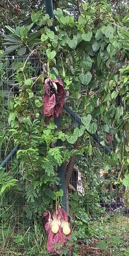 Aristolochia gigantea
