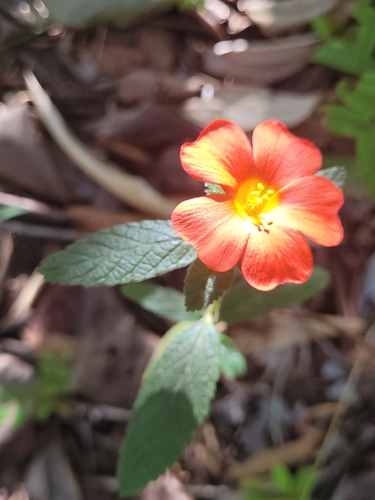 Turnera longiflora