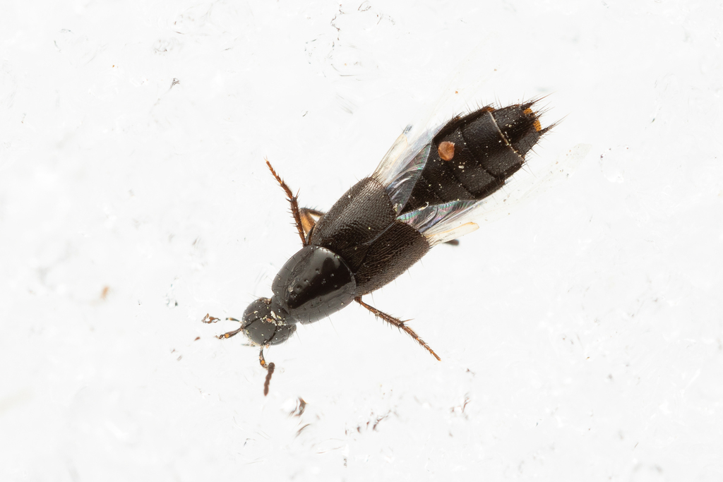 Rove beetle