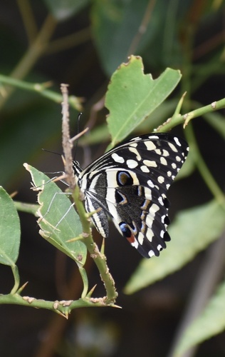 Citrus Swallowtail