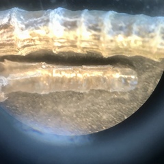 Spiochaetopterus costarum