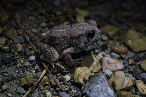 Fowler's Toad observed by safron