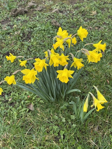 Narcissus hispanicus, photograph 5