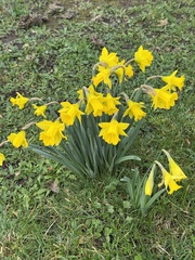 Narcissus hispanicus, photograph Chris D Thomas, CC BY, iNaturalist via GBIF