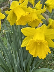 Narcissus hispanicus, photograph Chris D Thomas, CC BY, iNaturalist via GBIF