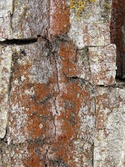 Trentepohlia umbrina