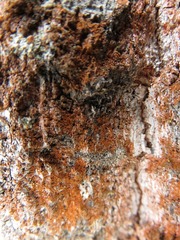 Trentepohlia umbrina