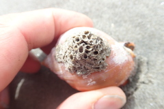 Neosabellaria kaiparaensis