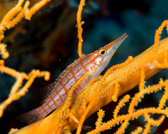 Oxycirrhites typus