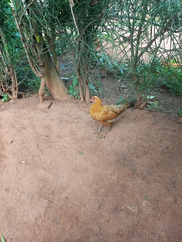 Domestic Chicken