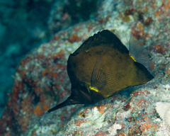 Forcipiger longirostris