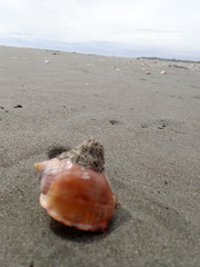 Neosabellaria kaiparaensis