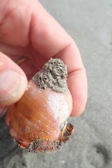 Neosabellaria kaiparaensis