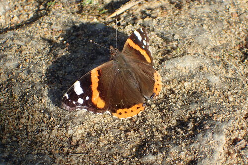 Red Admiral