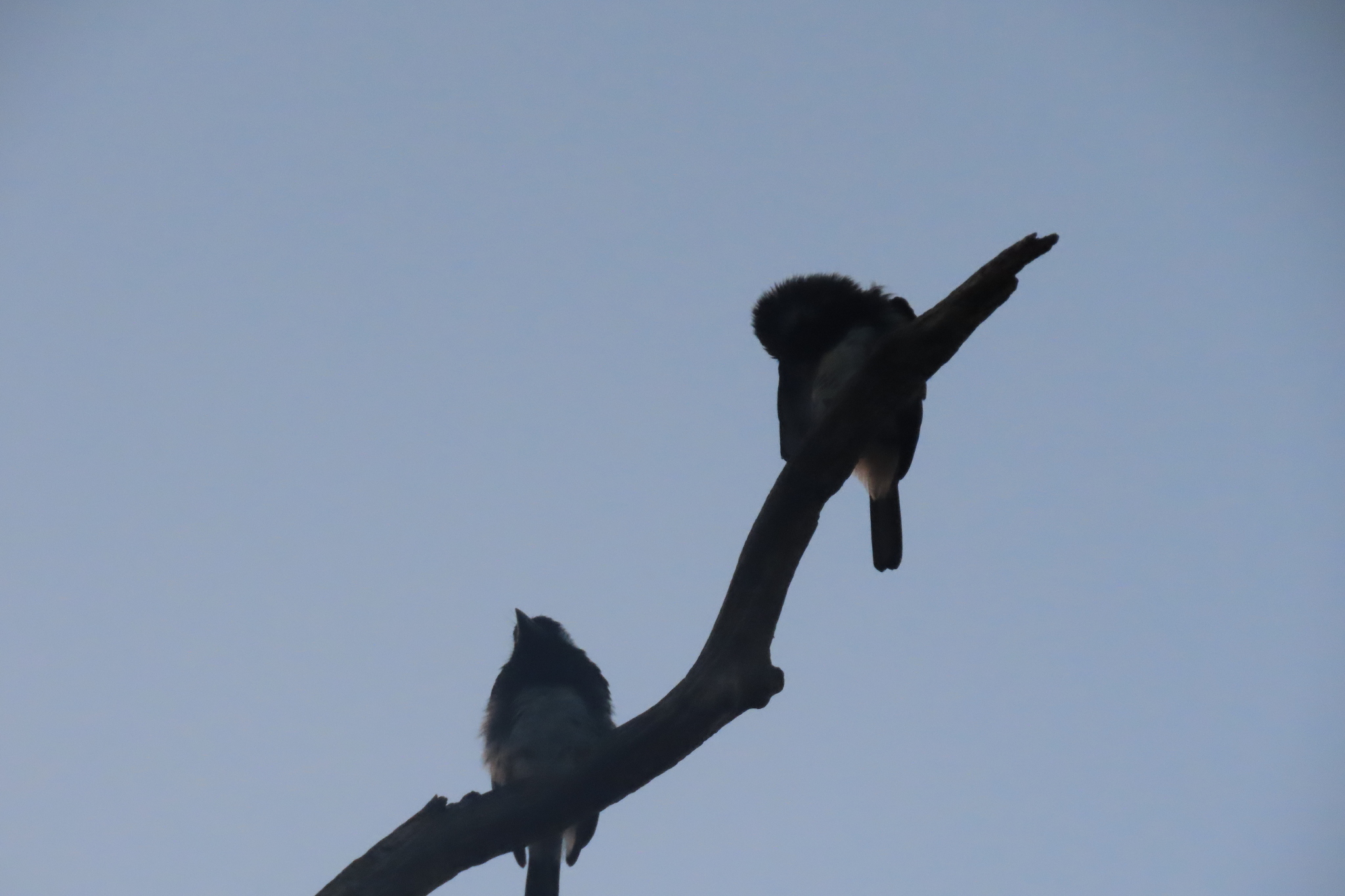White-eared Barbet (Stactolaema leucotis), photo 6