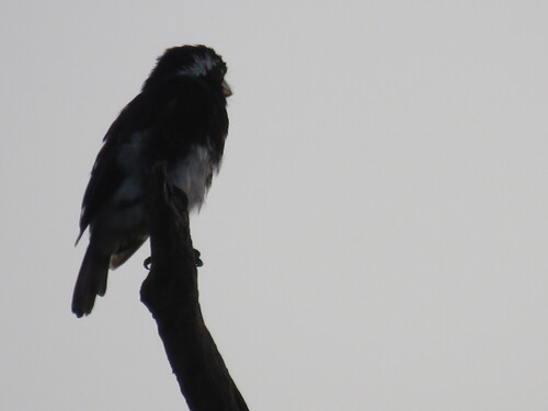 White-eared Barbet (Stactolaema leucotis), photo 3