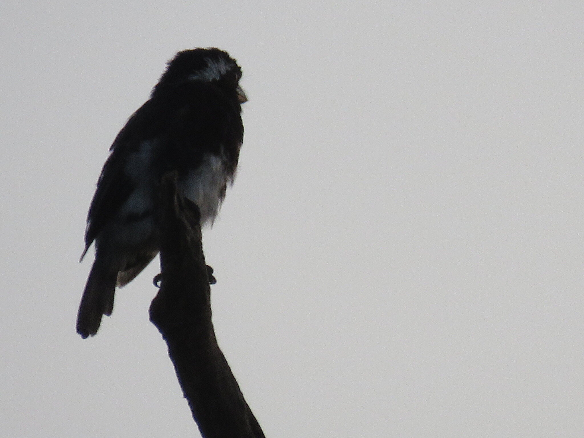 White-eared Barbet (Stactolaema leucotis), photo 3