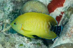 Centropyge cocosensis × eibli