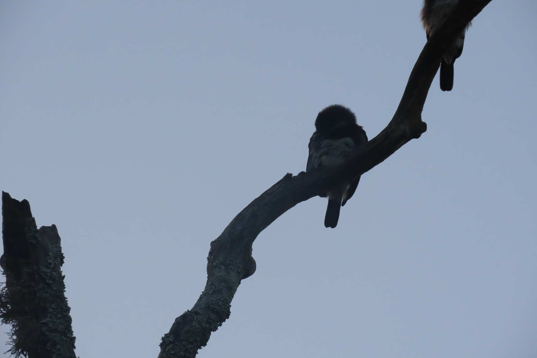 White-eared Barbet (Stactolaema leucotis), photo 7