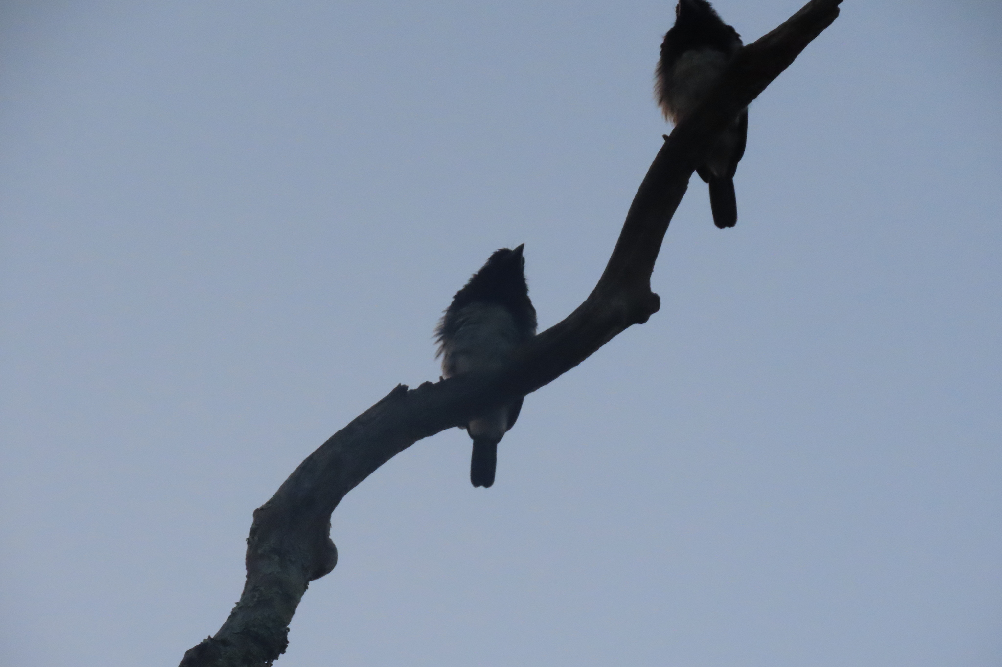 White-eared Barbet (Stactolaema leucotis), photo 8