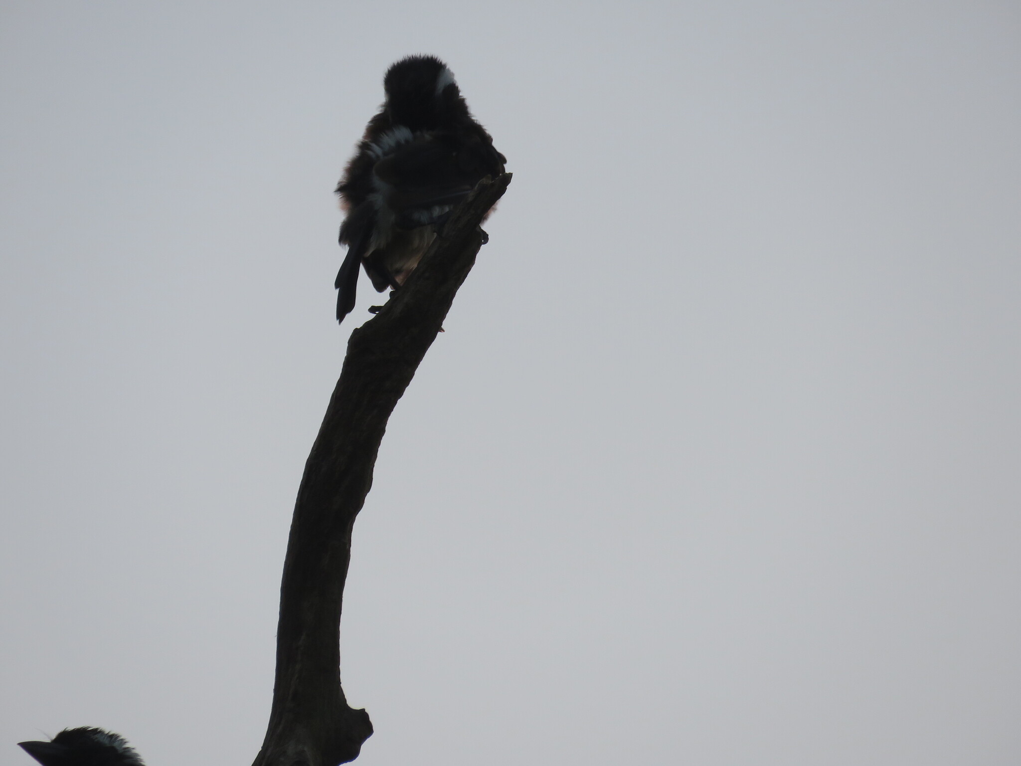 White-eared Barbet (Stactolaema leucotis), photo 9