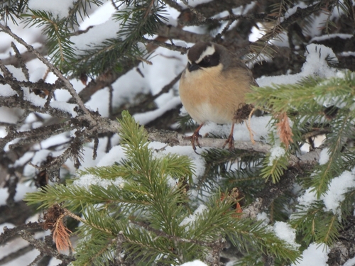Brown Accentor (Prunella fulvescens), photo 3