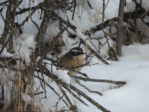 Brown Accentor (Prunella fulvescens), photo 4