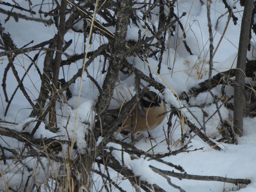 Brown Accentor (Prunella fulvescens), photo 9