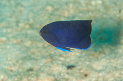 Centropyge fisheri