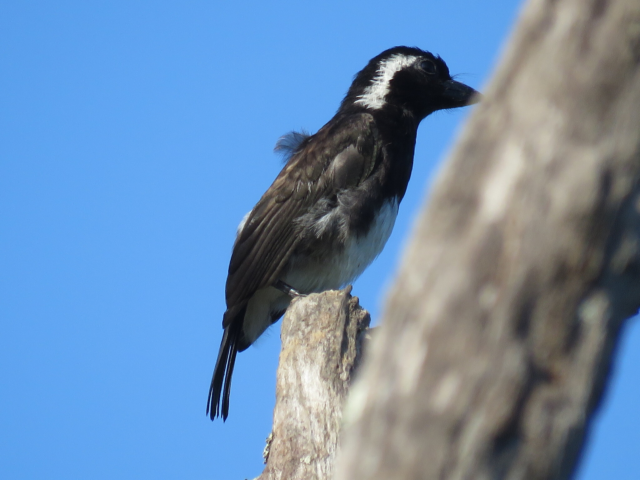 White-eared Barbet (Stactolaema leucotis), photo 10